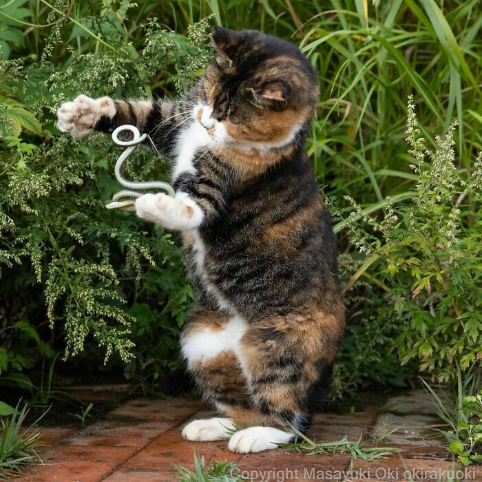Cats