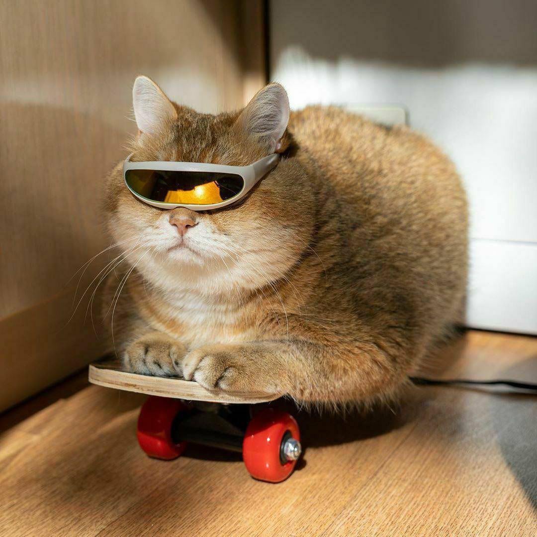 Cats