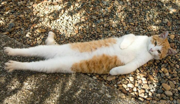 Cats