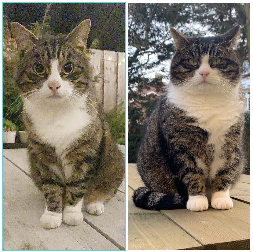 Cats