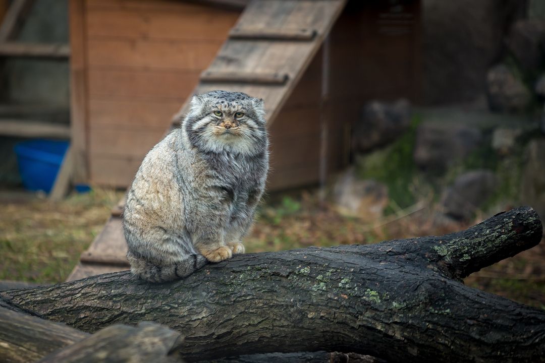 Cats
