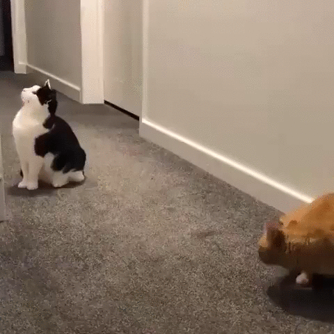 Cats