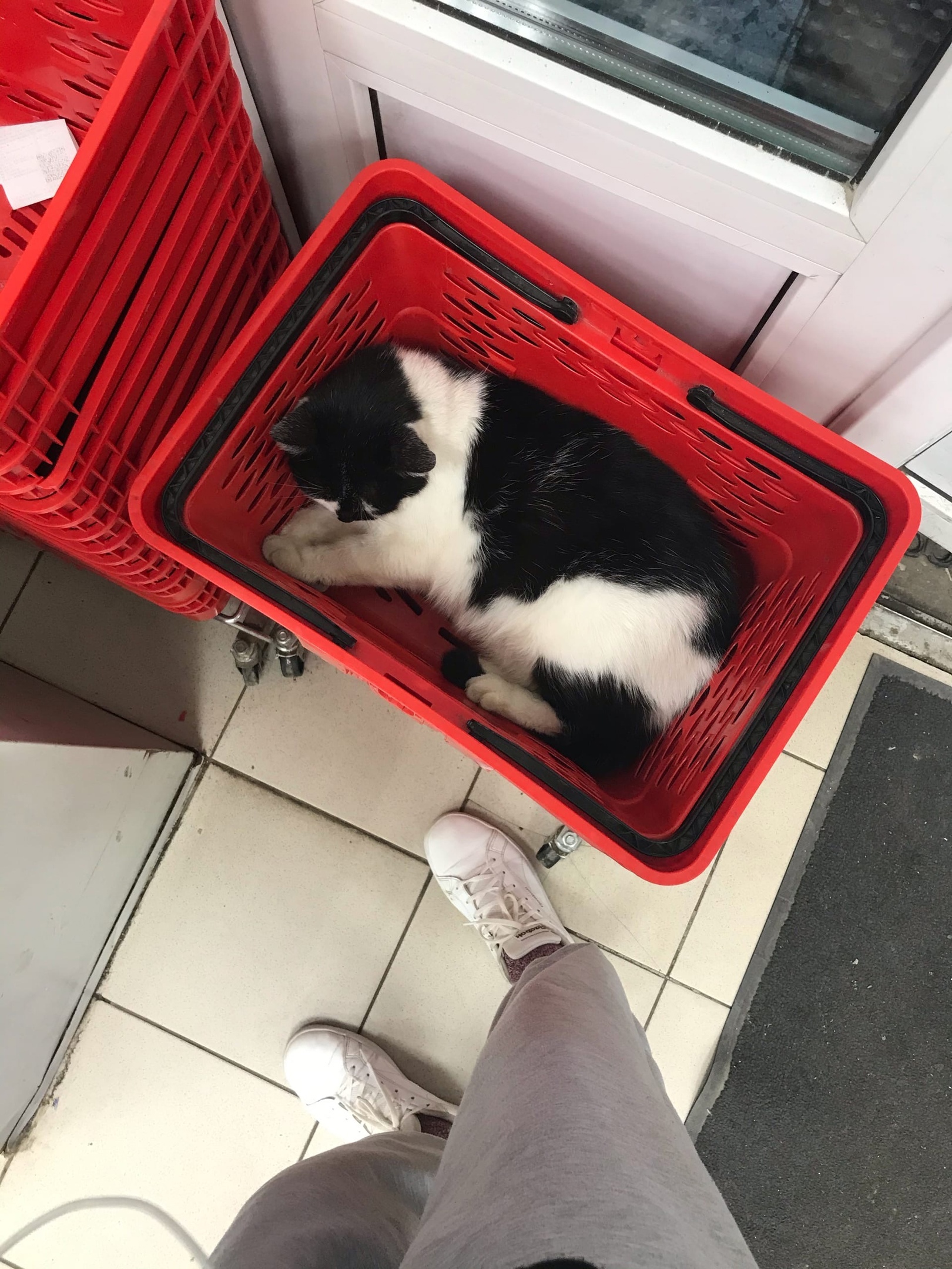 Cats
