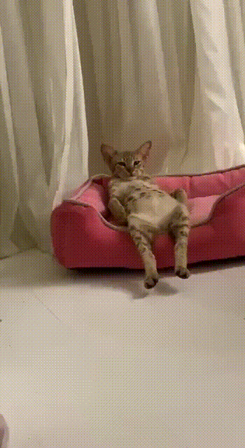 Cats