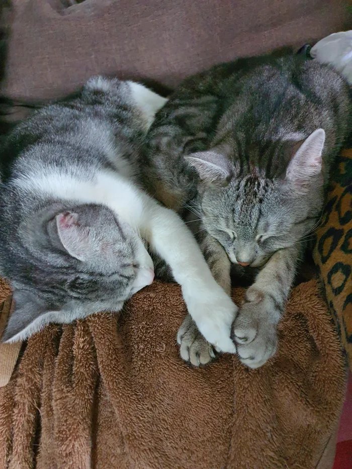 Cats