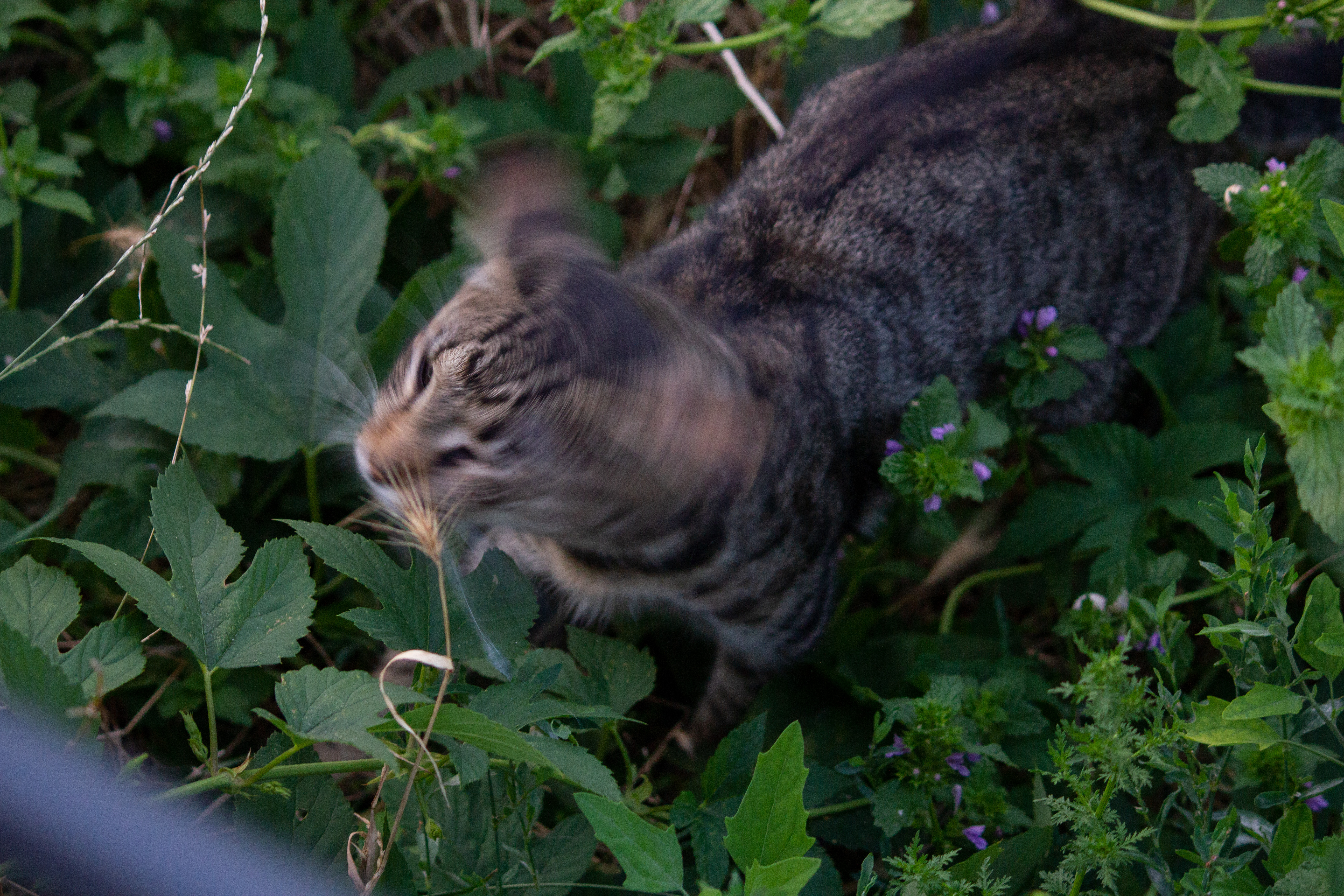 Cats