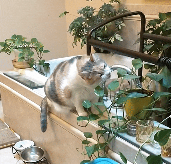 Cats