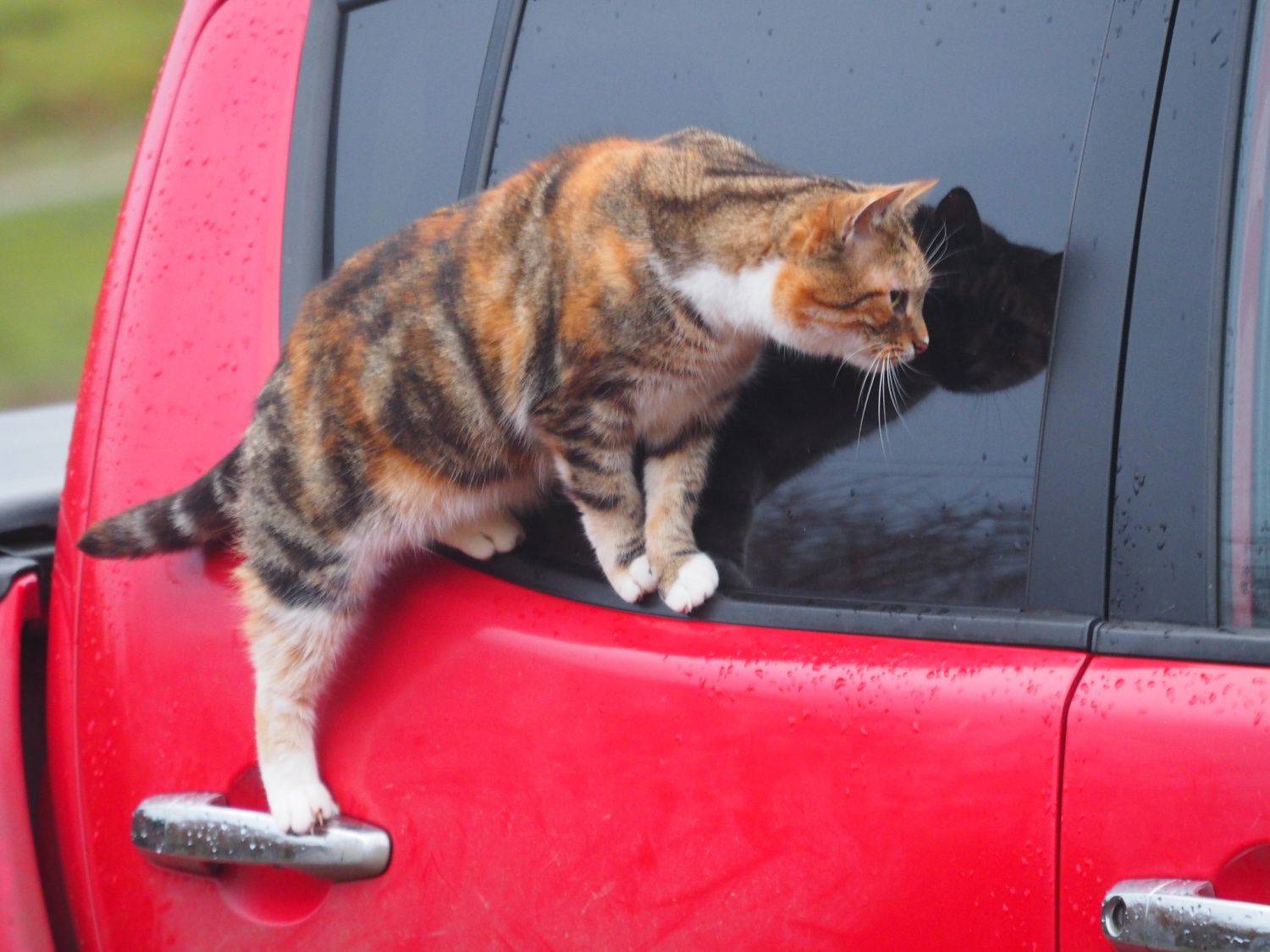 Cats
