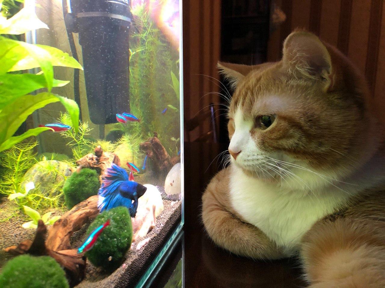 Cats