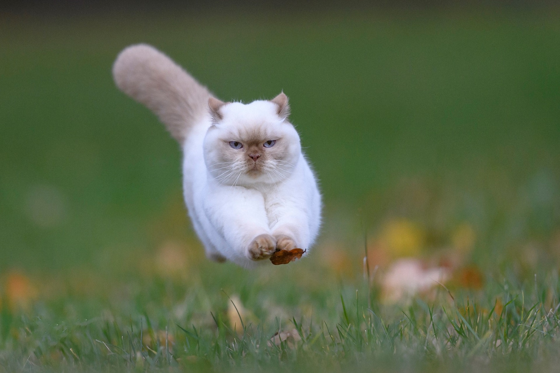 Cats