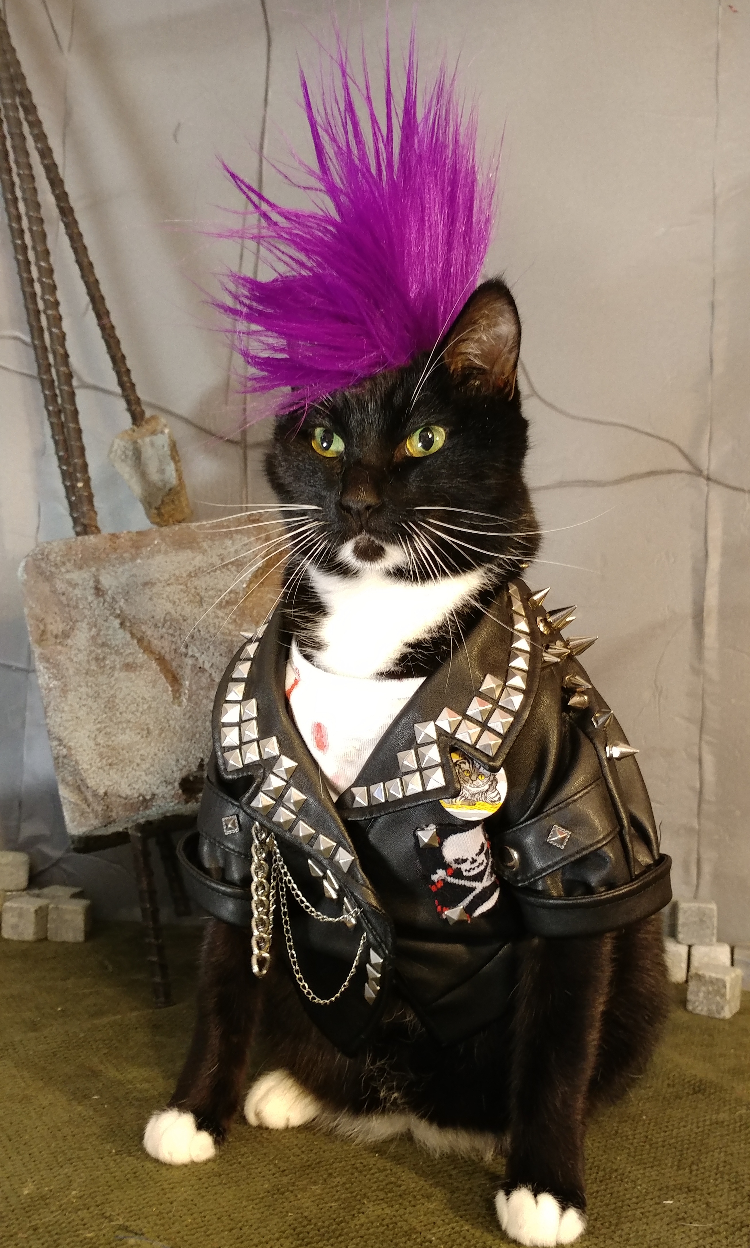Cats