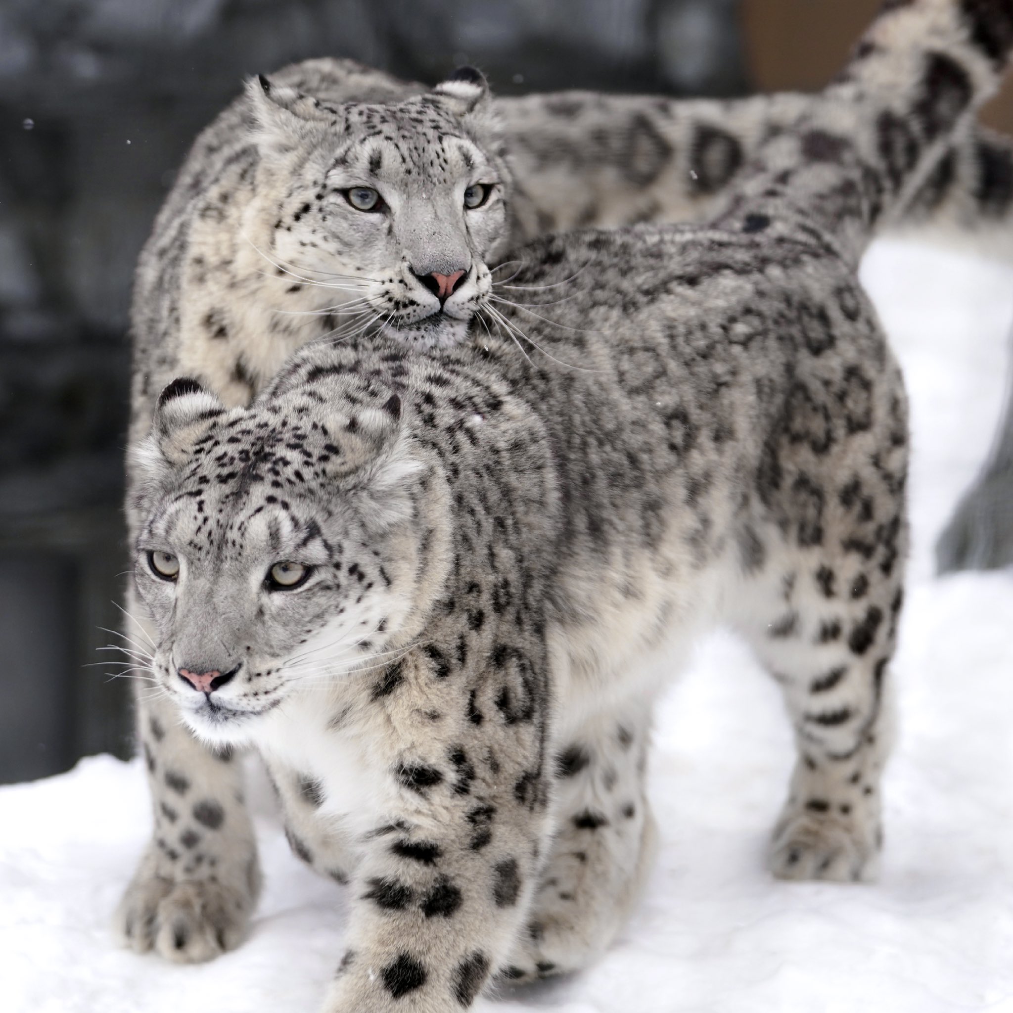Cats