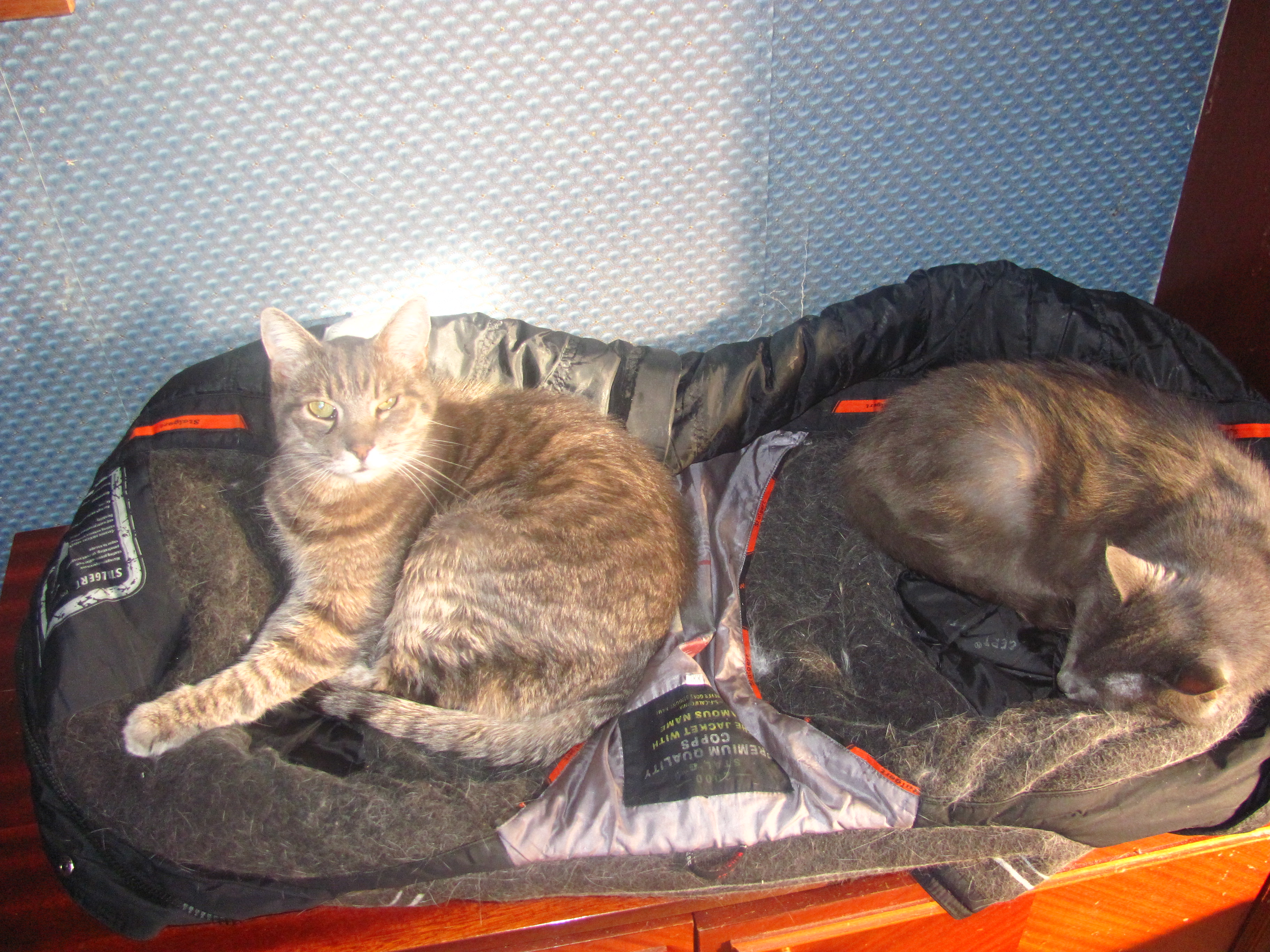 Cats