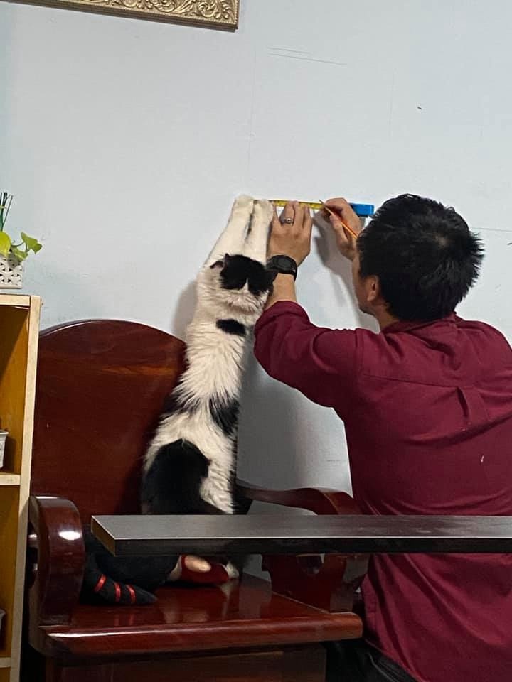 Cats