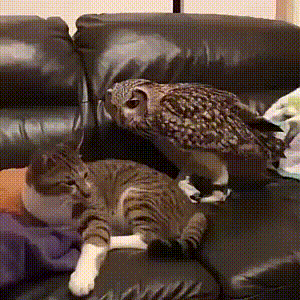 Cats