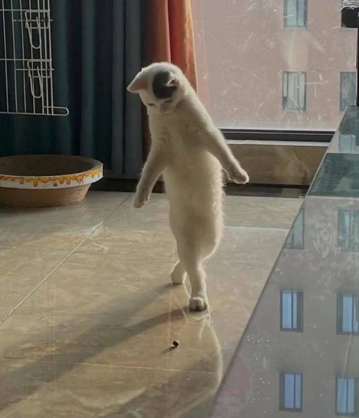 Cats
