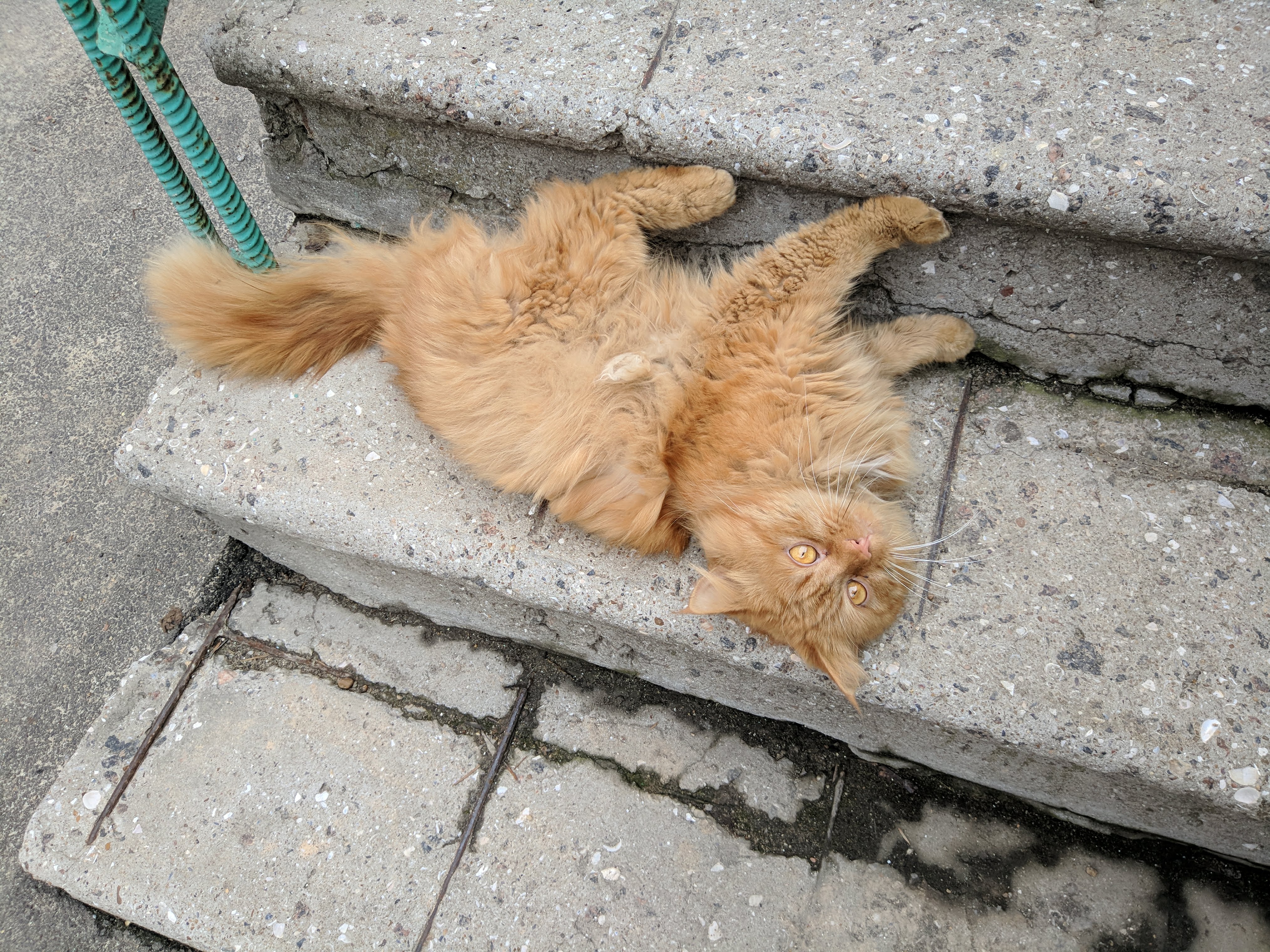 Cats