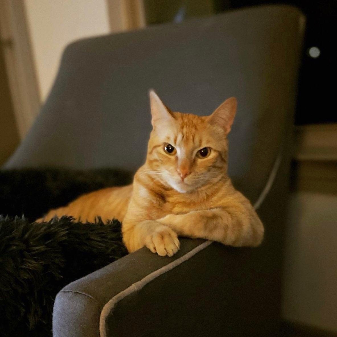 Cats