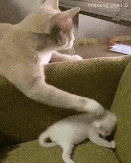 Cats