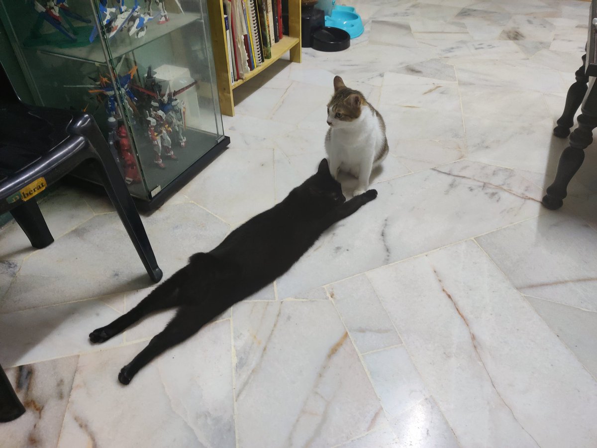 Cats