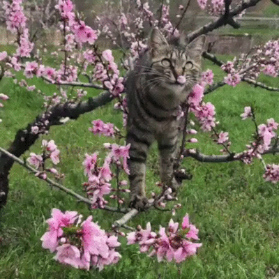 Cats