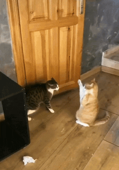 Cats
