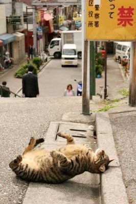 Cats