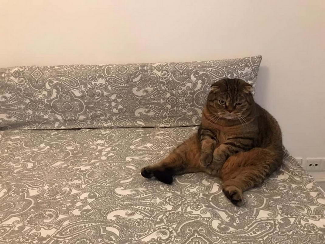 Cats