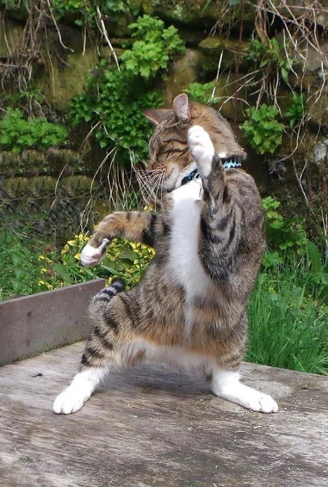 Cats