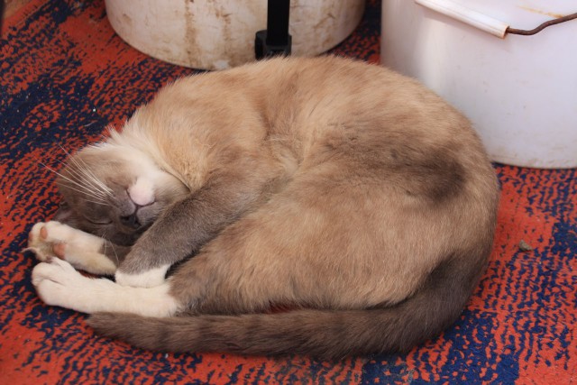 Cats