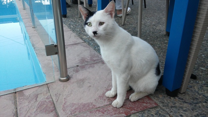 Cats
