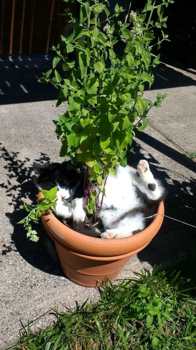 Cats