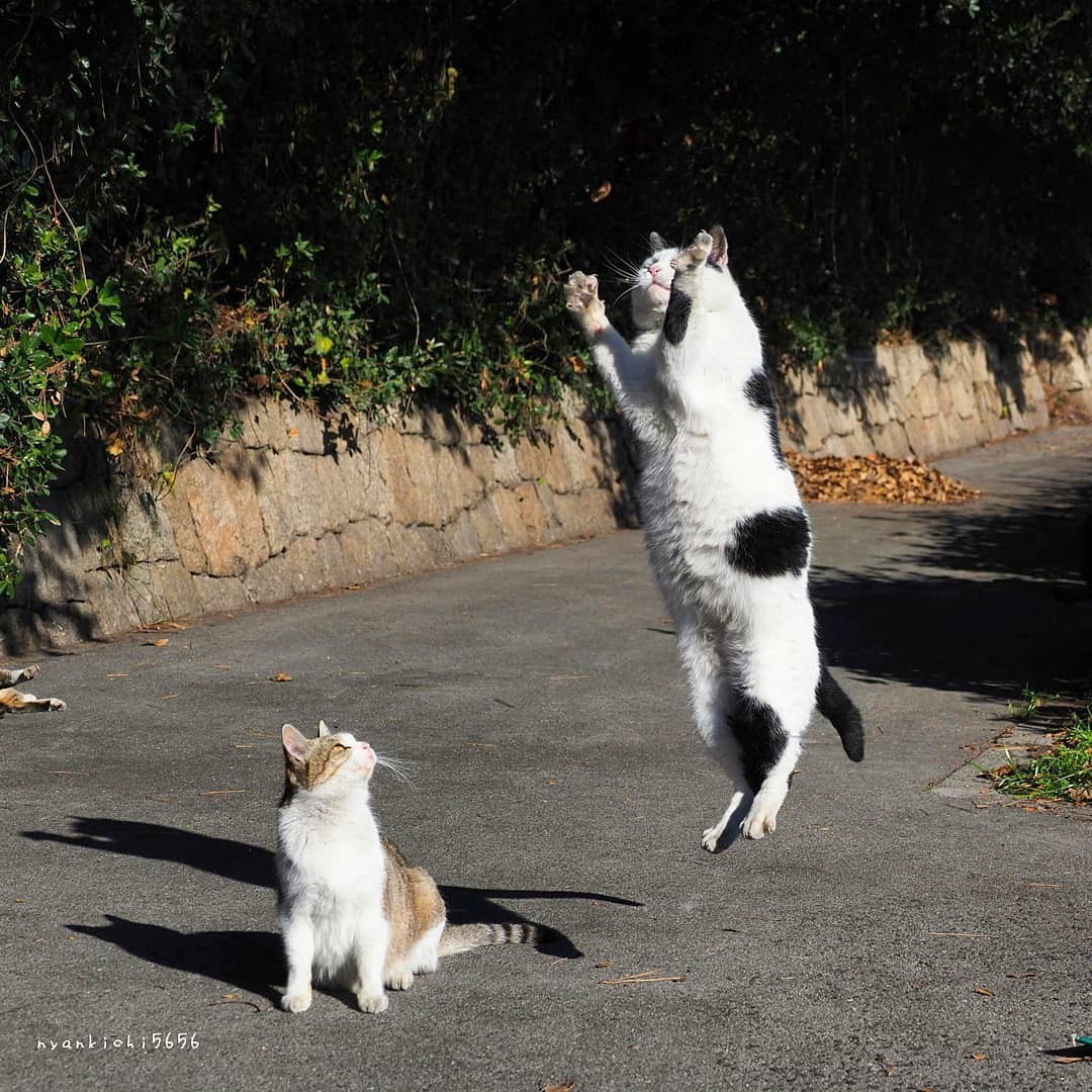 Cats