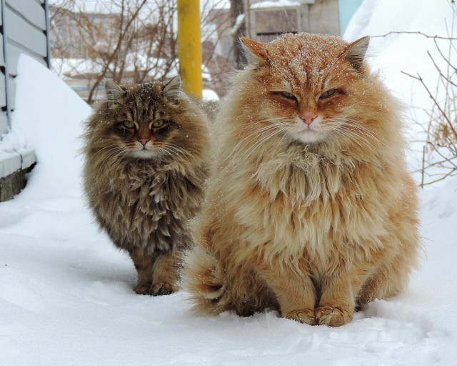 Cats