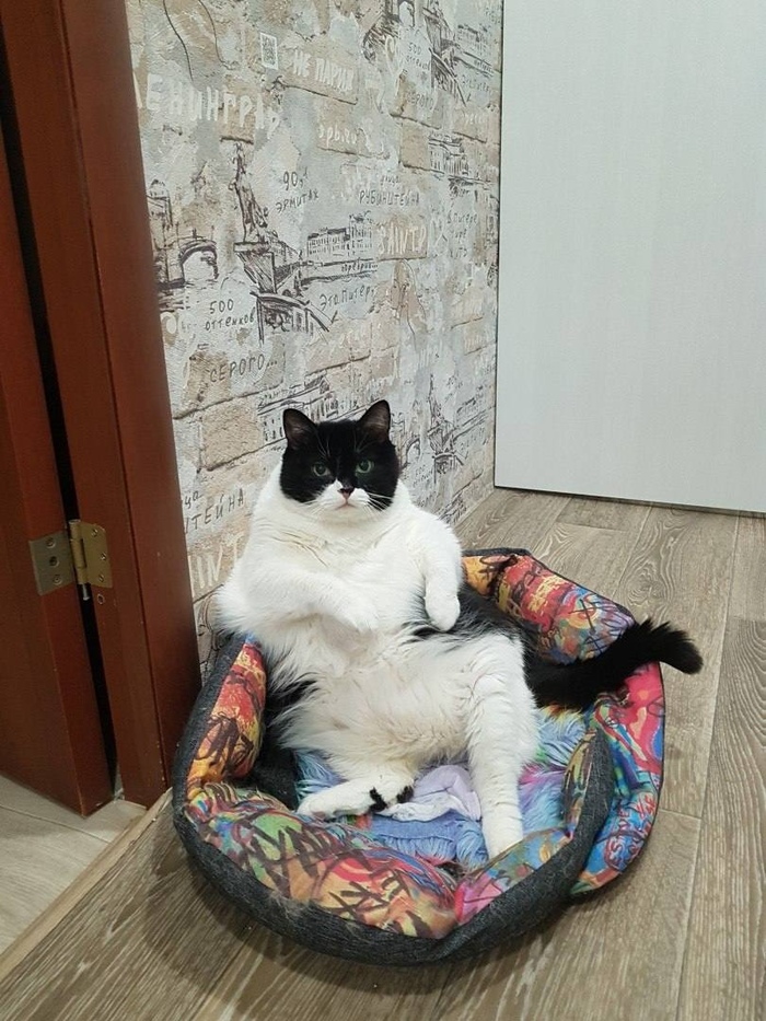 Cats