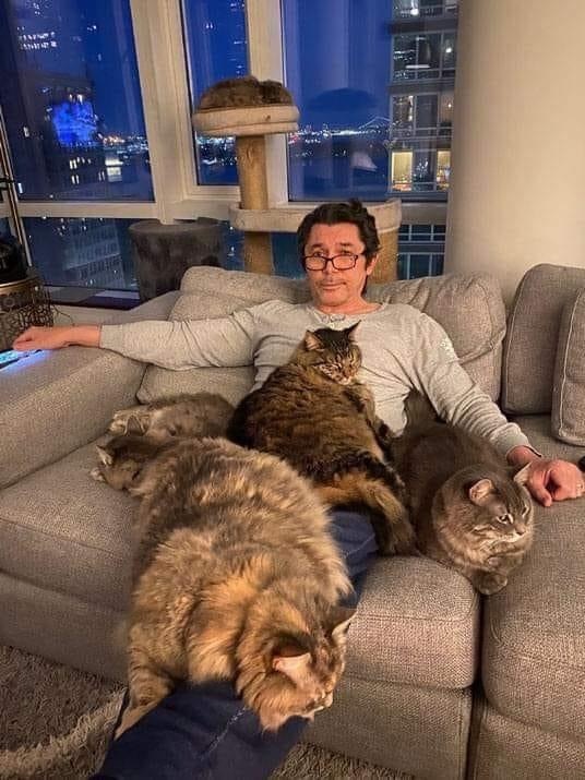 Cats