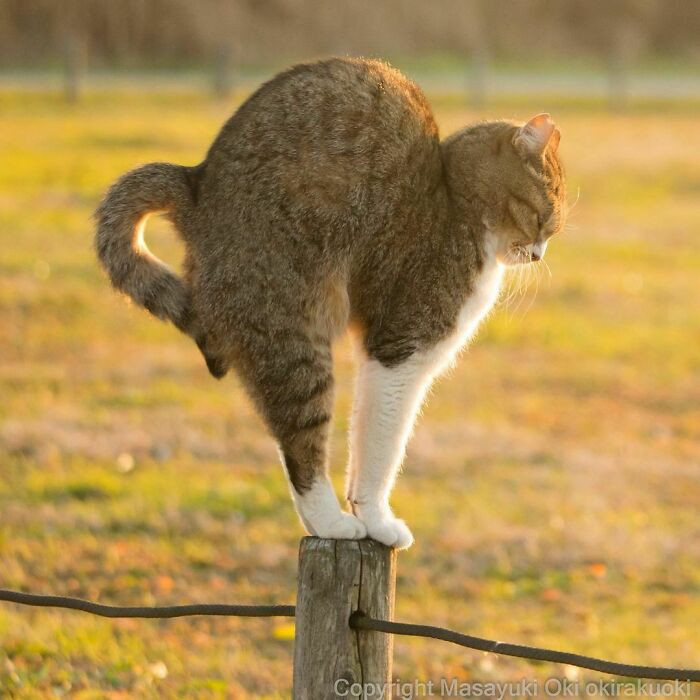 Cats