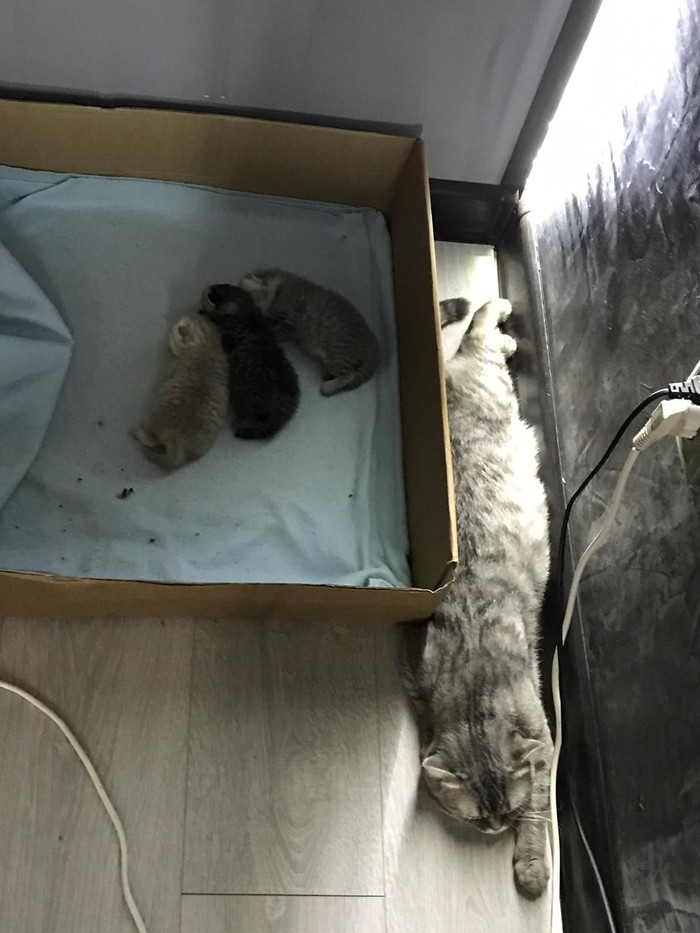 Cats