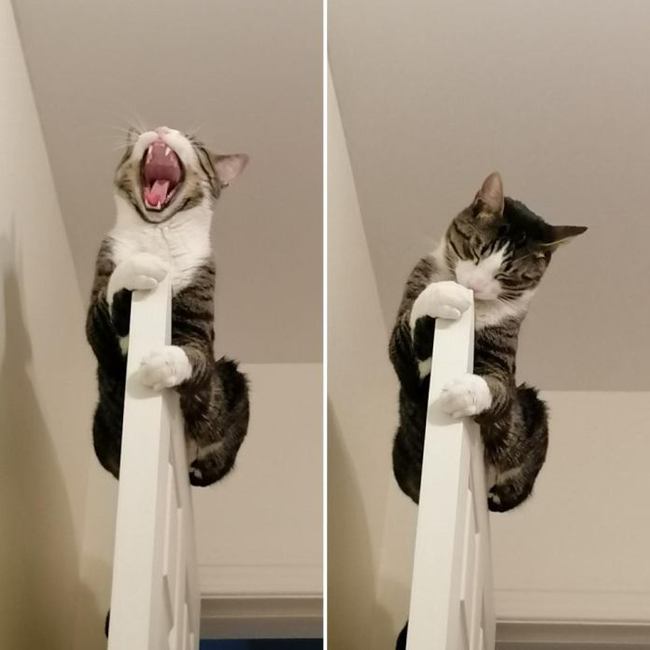 Cats