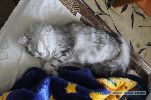 Cats