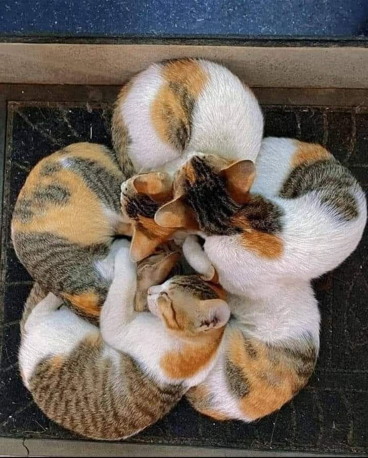 Cats