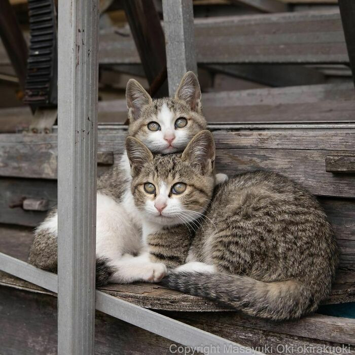 Cats