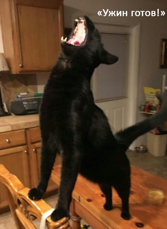 Cats