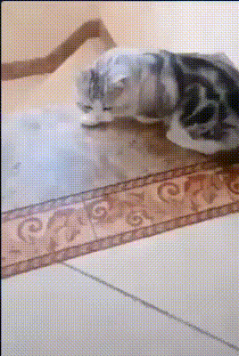 Cats