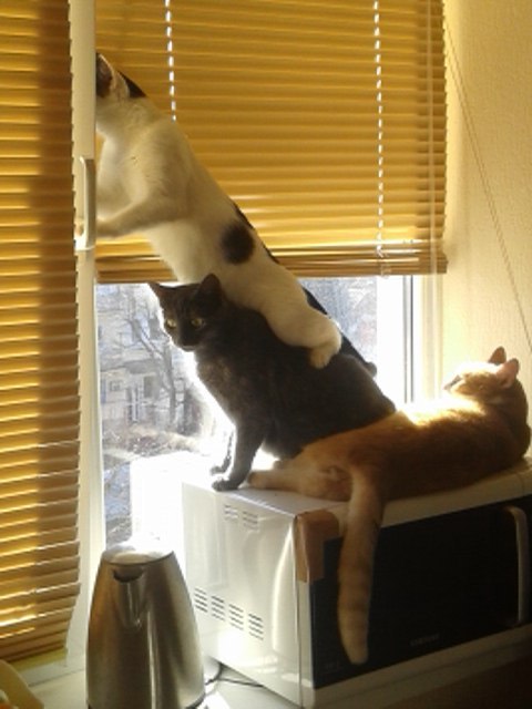 Cats