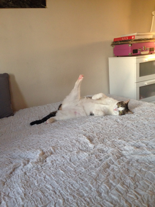 Cats