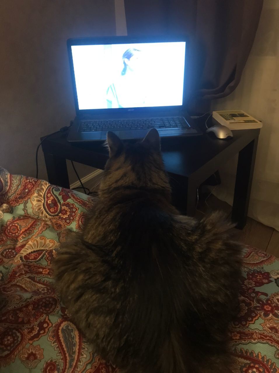 Cats