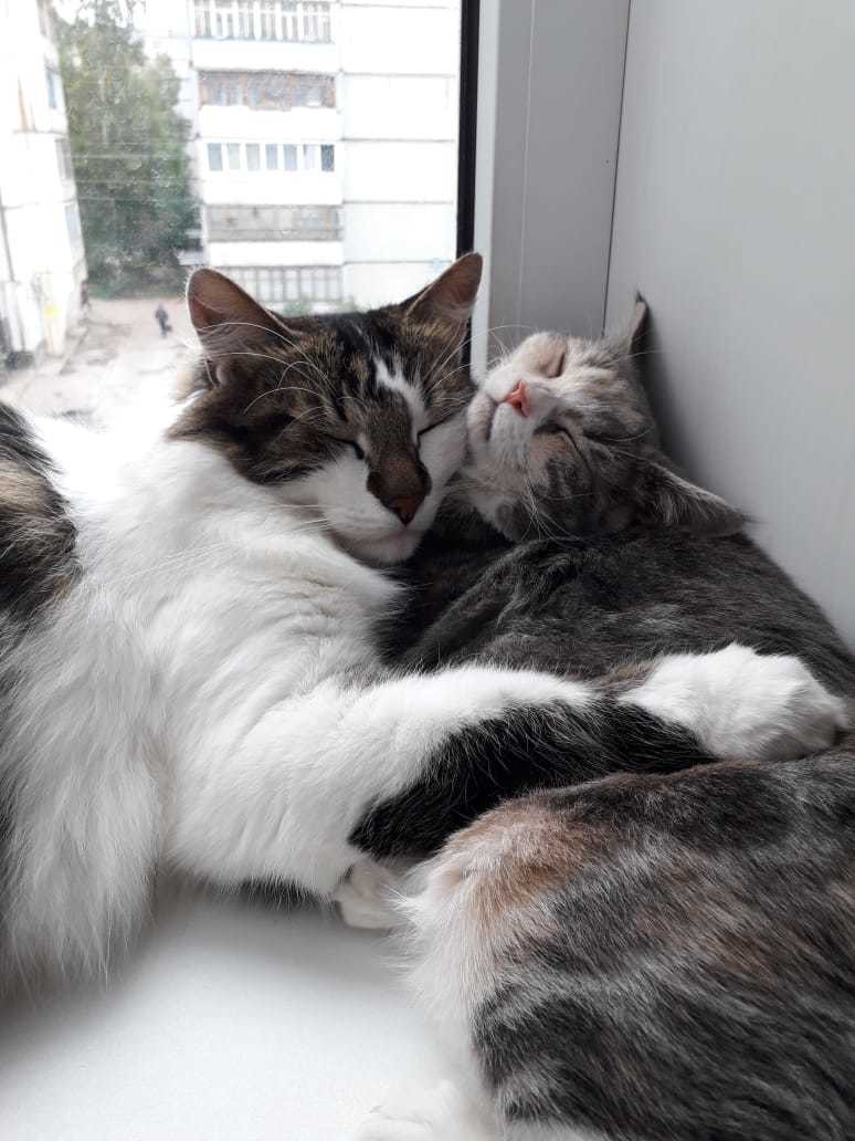 Cats