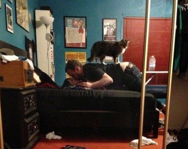 Cats