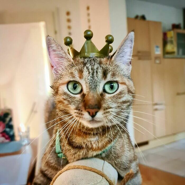 Cats